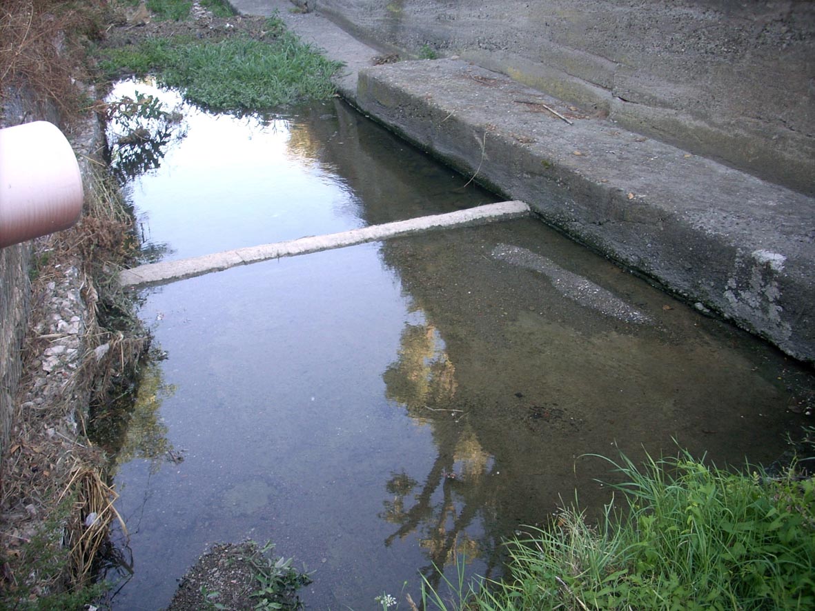 Rio Salivoli (Piombino) - rospi smeraldini in citt!